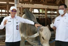 Hari Jadi ke-500 Kabupaten Serang, DKPP Tanam Padi 500 Hektare dan 500 Vaksinasi Hewan Ternak